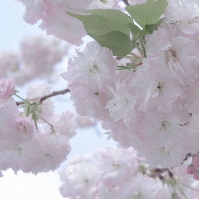 兽设晴天场景设计福瑞交流群